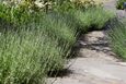DSC02785_tmb.jpg