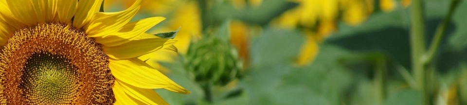 Zonnebloem